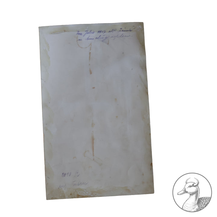 Originales Portrait von Oswald Boelcke Willi Sanke Berlin.

Große Portraitfotografie Hauptmann Boelckes aus der Zeit des 1. Weltkrieges und eine Postkarte die Boelcke zusammen mit Oberleutnant Immelmann im Kreise ihrer Kameraden zeigt. Beide Abbildungen stammen aus Berlin W. Sanke (Photographica und Postkartenvertrieb